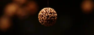 a close-up of a smooth, round four mukhi rudraksha bead with distinct four natural lines visible, held against a dark background to highlight its authenticity.