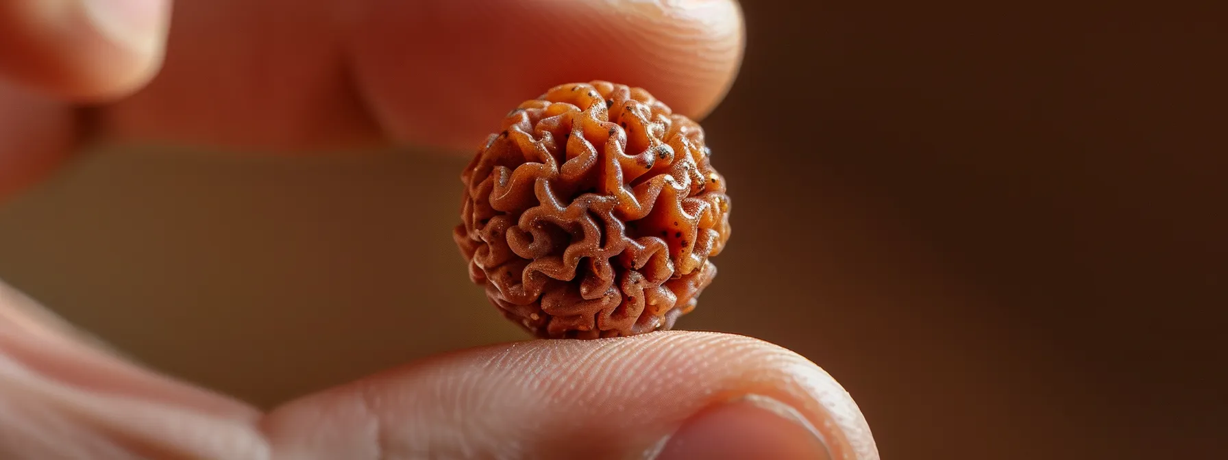 a close-up photo of a shiny, intricately patterned fourteen mukhi rudraksha bead being held delicately between two fingers.