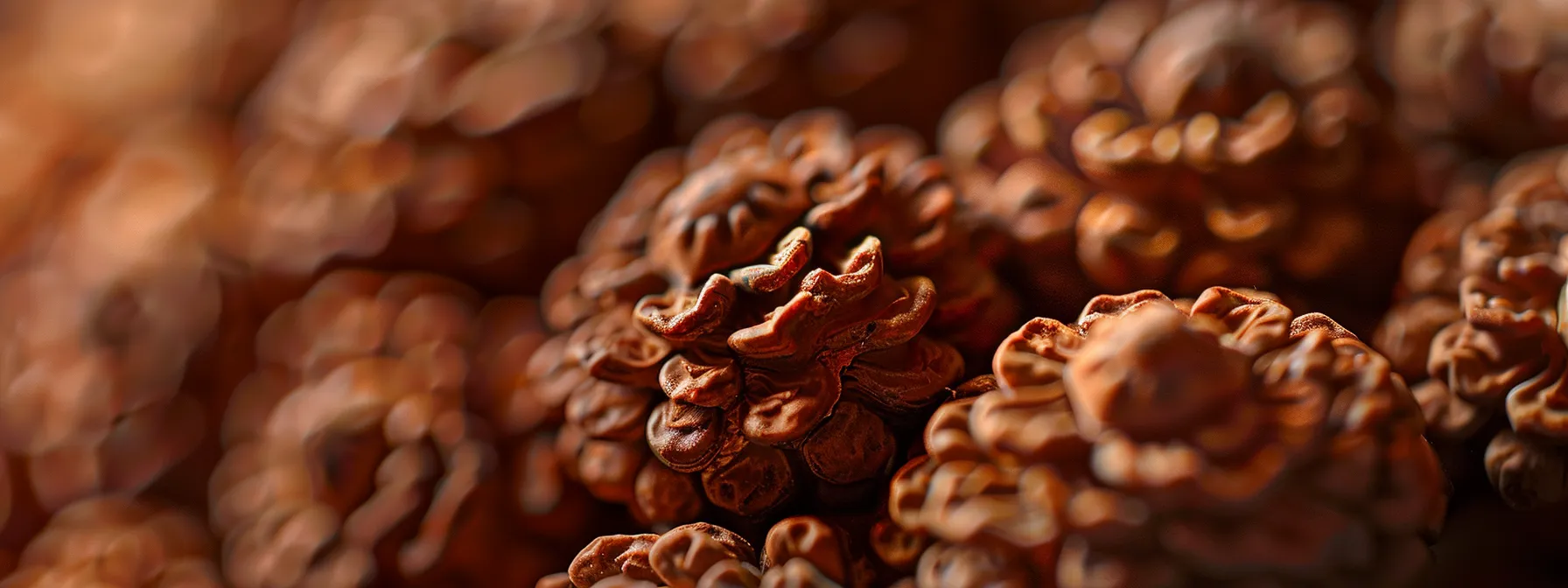 a close-up shot of a genuine twelve mukhi rudraksha bead, showcasing its intricate details and authentic texture.